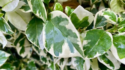Obraz premium Wet leaves 