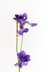 iris on the white background
