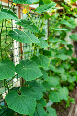 young little cucumbers on the bushes in the greenhouse.