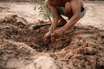 Man plants a small tamarind tree. Farm and argiculture at countryside concept.
