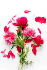 peony on the white background