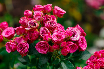 Violet rose bushes in the garden