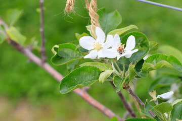 Apple flower