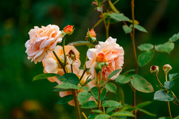Blooming flowers of pastel orange roses in the garden