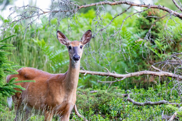 roe deer in the woods