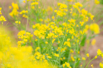 field of yellow flowers