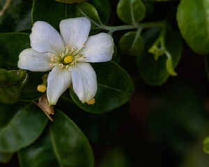 Orange Jasmine flower