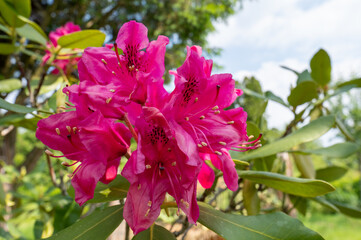 różowe kwiaty różanecznika (azalia, rododendron, Rhododendron) © Henryk Niestrój