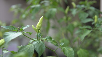 plant in a garden green chili