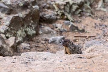 A marmot poised on the rocks at Palouse Falls State Park, Washington, USA