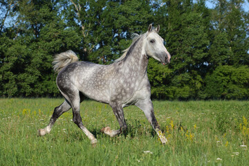 Dapple-grey Andalusian horse rest in the paddock on the farm