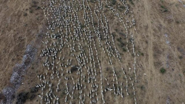 Large herd of Sheep grazing on a mountainside pasture, guided by a Shepherd and dogs, Aerial view.
