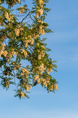robinia akacjowa podczas kwitnienia (Robinia pseudoacacia)