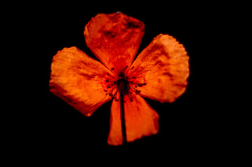 izolowany czerwony kwiat maku na czarnym tle