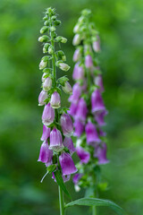 kwitnąca w lesie naparstnica purpurowa (Digitalis purpurea) © Henryk Niestrój
