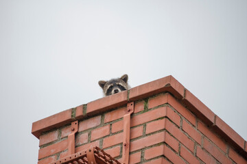 racoon on the roof in the middle of the city