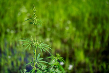 Branch of marihuana growing in a farm, close up selective focus with copy space.