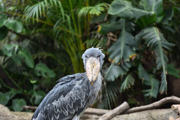 Shoebill, a big bird in Africa