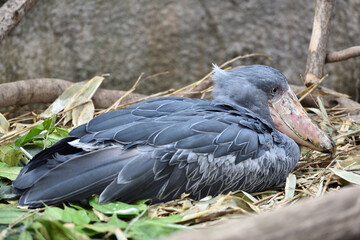 Shoebill, a big bird in Africa