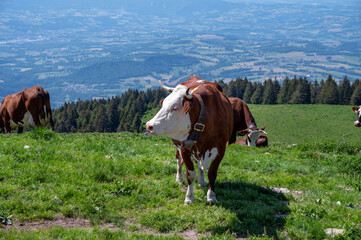 Naklejka premium Vaches Abondance broutant au sommet du Semnoz en Haute-Savoie en France au printemps