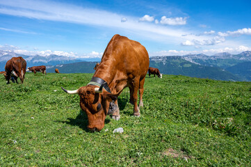 Vaches Tarine broutant au sommet du Semnoz en Haute-Savoie en France au printemps