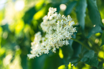 kwiaty bzu czarnego (Sambucus nigra)