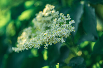 kwiaty bzu czarnego (Sambucus nigra)