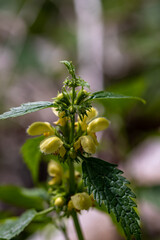 Obraz premium Lamium galeobdolon flower growing in forest 