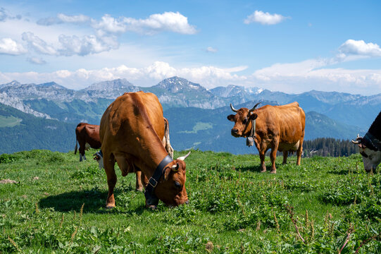 Vaches Tarine broutant au sommet du Semnoz en Haute-Savoie en France au printemps