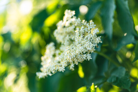 kwiaty bzu czarnego (Sambucus nigra)