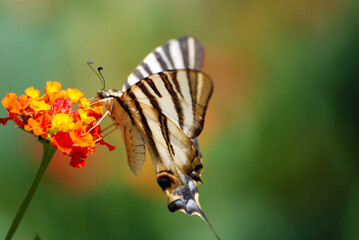 PAPILIO MACHAON O MARIPOSA MACAÓN
