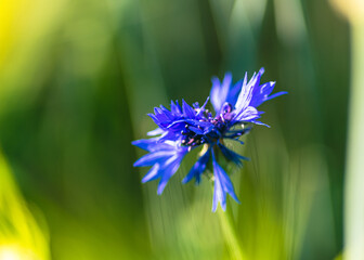 niebieski kwiat chaber (Centaurea) w polu zboża