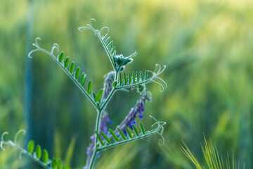 zielona roślina o poskręcanych liściach i łodygach