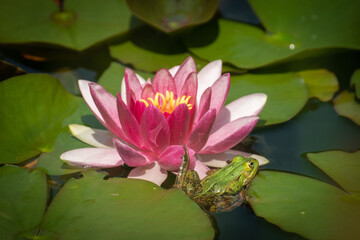 Froschteich © Sandra Geiger