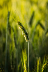 kwitnący kłos zboża © Henryk Niestrój