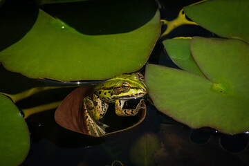 Froschteich © Sandra Geiger