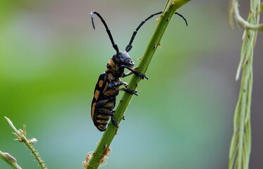 bug on a leaf