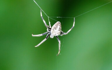 spider on a web