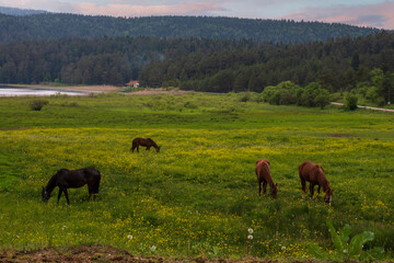 Fototapeta na wymiar View of the lake and horses roaming and grazing freely in the meadows in front of it. Abant Lake National Park Bolu Turkey
