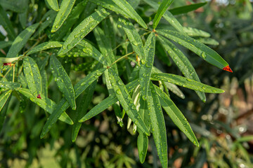 Germany, Berlin, Leaf, Green Color, Vegetable