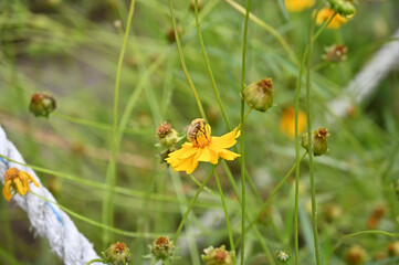 꽃 위 꿀벌