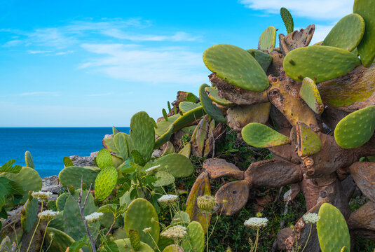 Group of prickly pears that arise spontaneously on the sea coast of Puglia, Italy