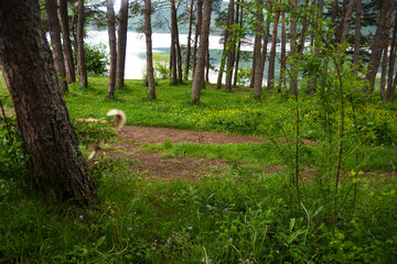 lake view among trees and grass and a stray dog's tail. Bolu Abant, Turkey