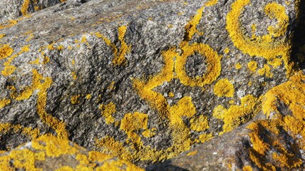 Lichen on stone