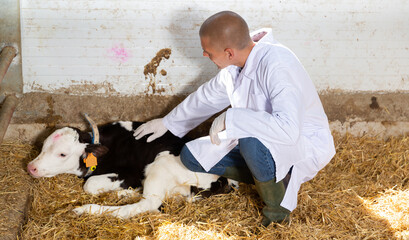 Qualified male veterinarian who has come to a livestock farm to check on cattle examines a young...