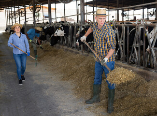 Skilled confident male farmer engaged in breeding of Holstein dairy cows, working in outdoor cowshed