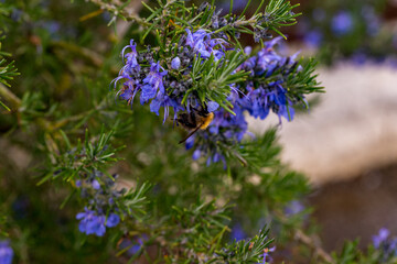 Obraz premium Rosmarinus angustifolius pine rosemary with bumblebee