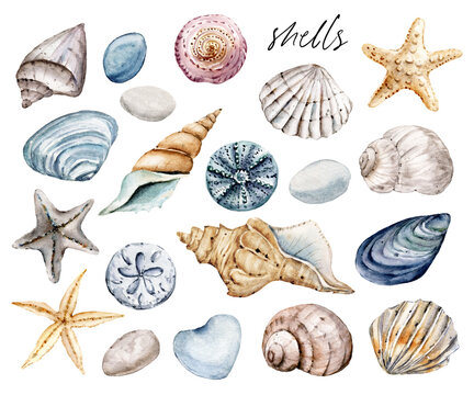 Shells set, beach scenery. Watercolor starfish and other shells in tropical illustration. Isolated on white background. Hand drawing.