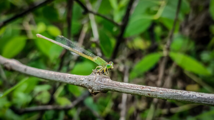 damselfly on a stick.