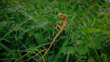 lizard on a grass